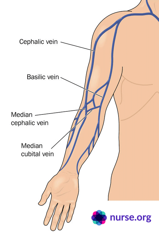Depiction of upper body and veins for drawing blood